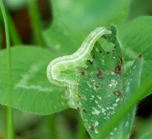 Green Cloverworm Moth