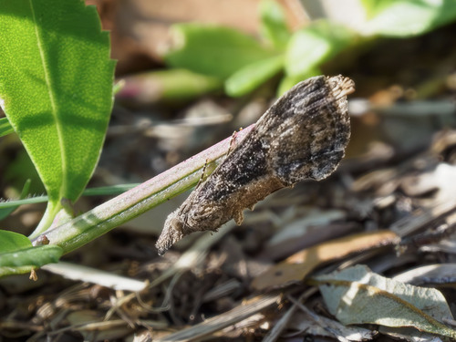 Green Cloverworm Moth