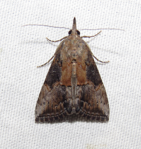 Green Cloverworm Moth