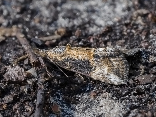 Green Cloverworm Moth