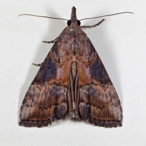 Green Cloverworm Moth