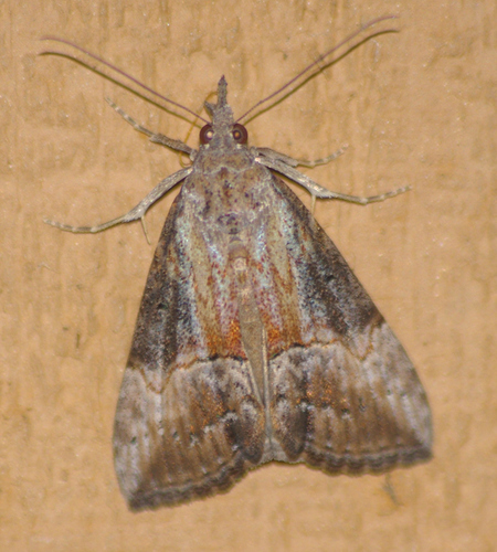 Green Cloverworm Moth