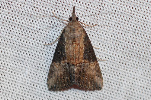 Green Cloverworm Moth