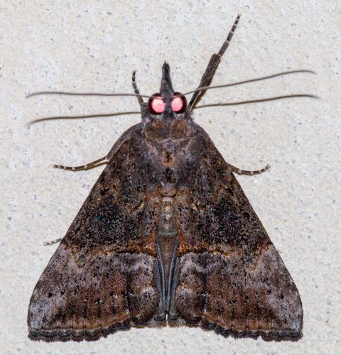 Green Cloverworm Moth