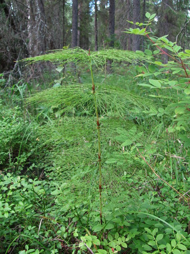 wood horsetail