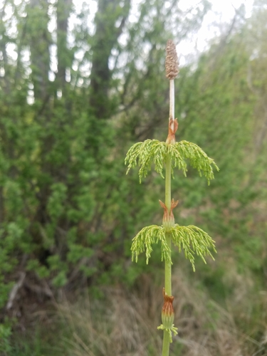 wood horsetail