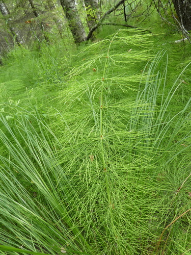 wood horsetail