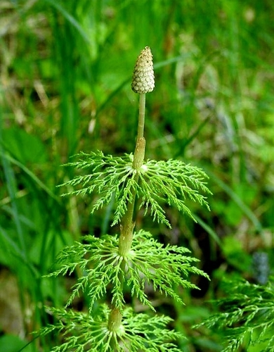 wood horsetail