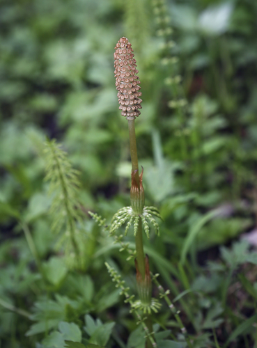 wood horsetail