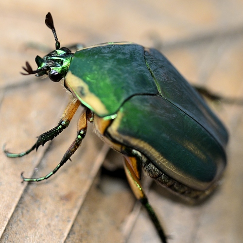 Common Green June Beetle