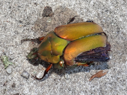 Common Green June Beetle