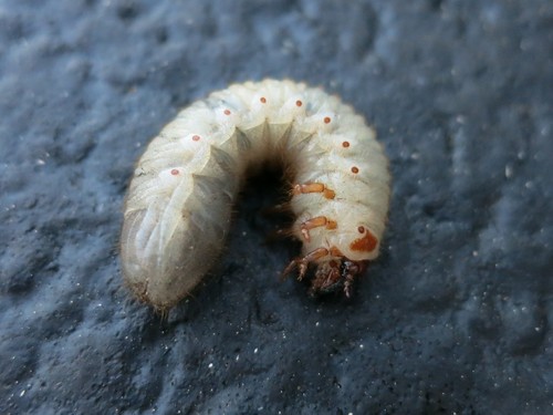 Common Green June Beetle