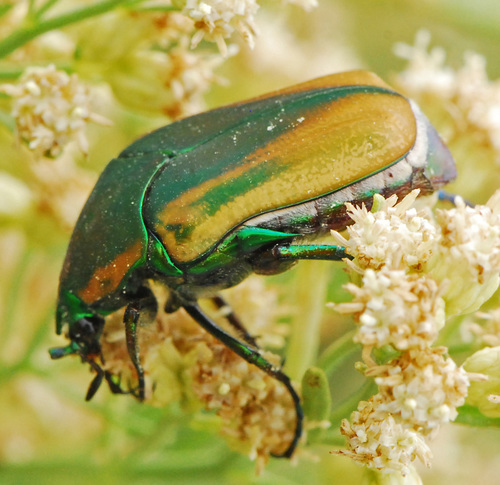Common Green June Beetle
