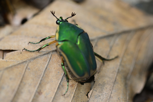 Common Green June Beetle