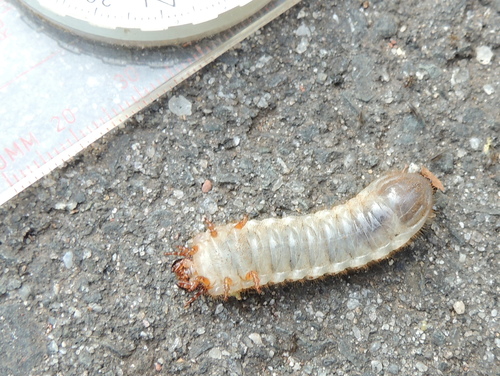 Common Green June Beetle
