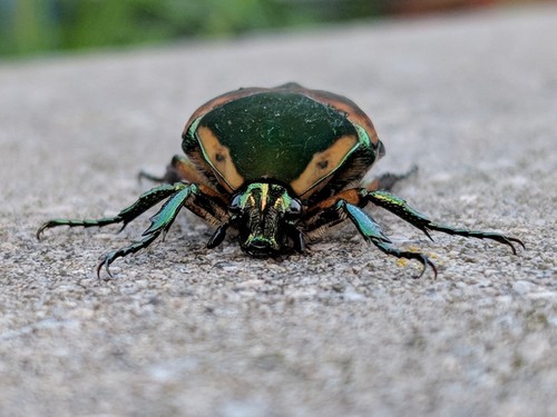 Common Green June Beetle
