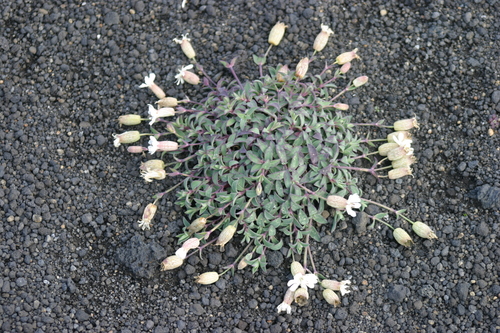Sea Campion