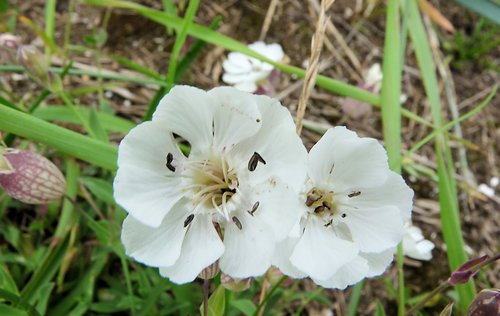 Sea Campion