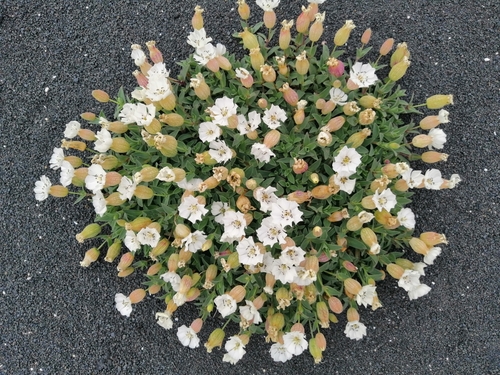 Sea Campion