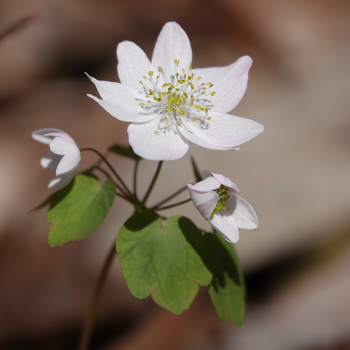 rue anemone