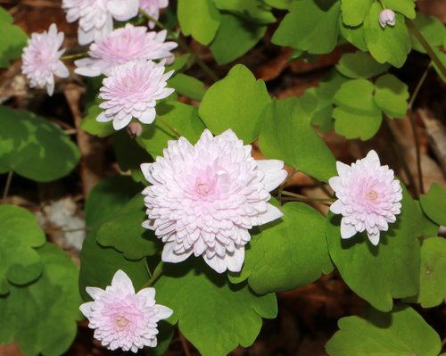 rue anemone