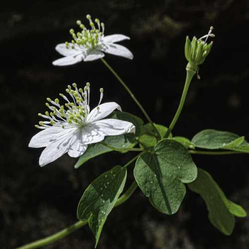 rue anemone