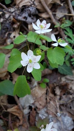rue anemone