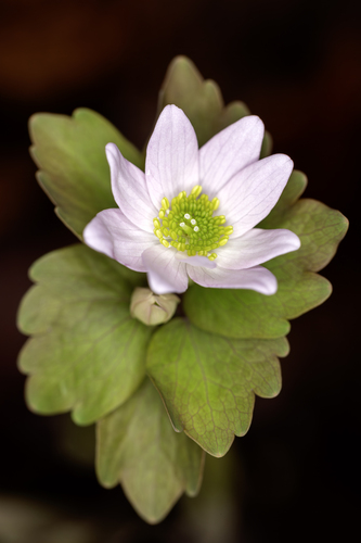 rue anemone