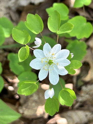 rue anemone