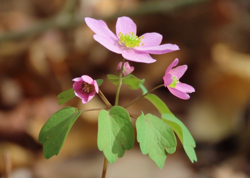 rue anemone