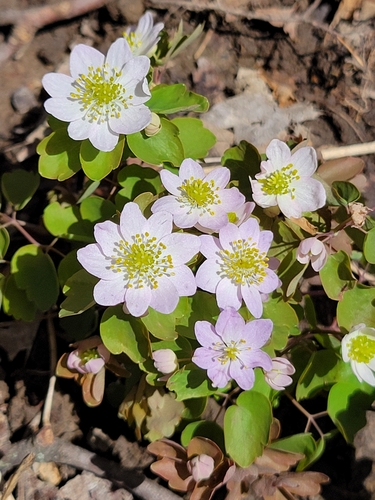 rue anemone