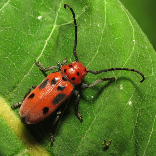 Red Milkweed Beetle