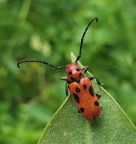 Red Milkweed Beetle