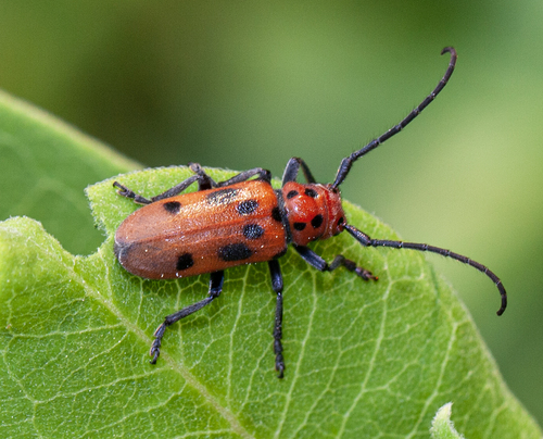 Red Milkweed Beetle