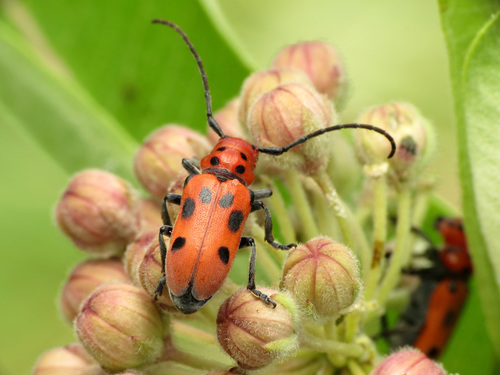 Red Milkweed Beetle