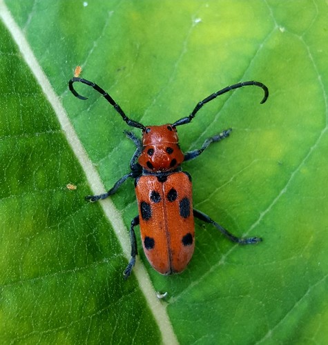 Red Milkweed Beetle