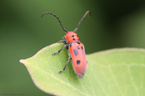 Red Milkweed Beetle