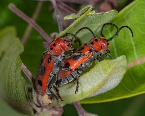 Red Milkweed Beetle