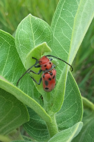 Red Milkweed Beetle