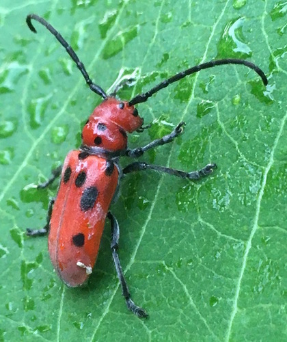 Red Milkweed Beetle