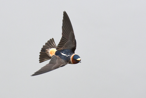 Cliff Swallow