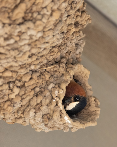 Cliff Swallow