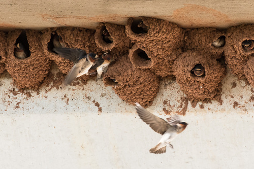 Cliff Swallow