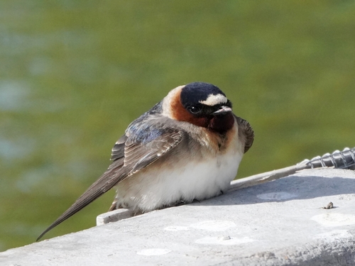 Cliff Swallow