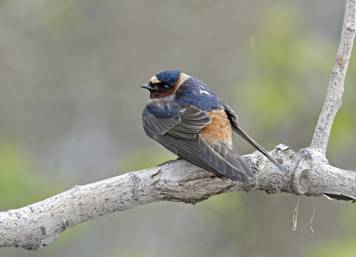 Cliff Swallow