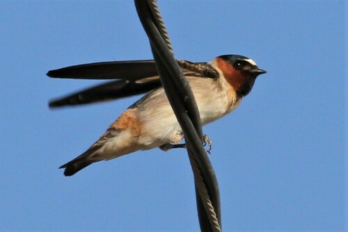 Cliff Swallow