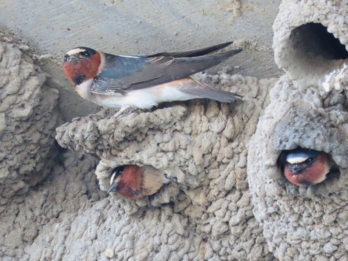 Cliff Swallow