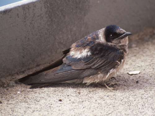 Purple Martin | Native Nature