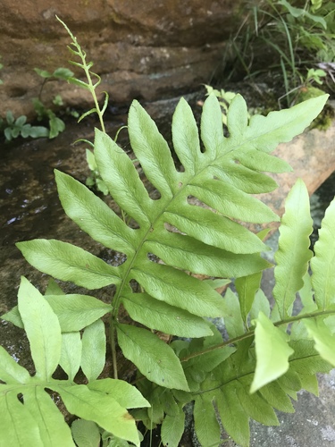 netted chain fern