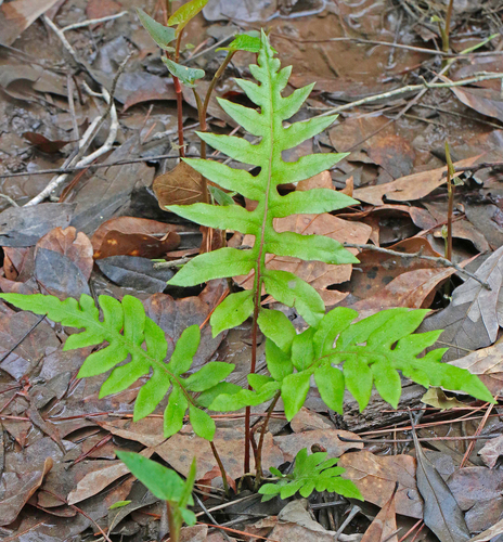 netted chain fern